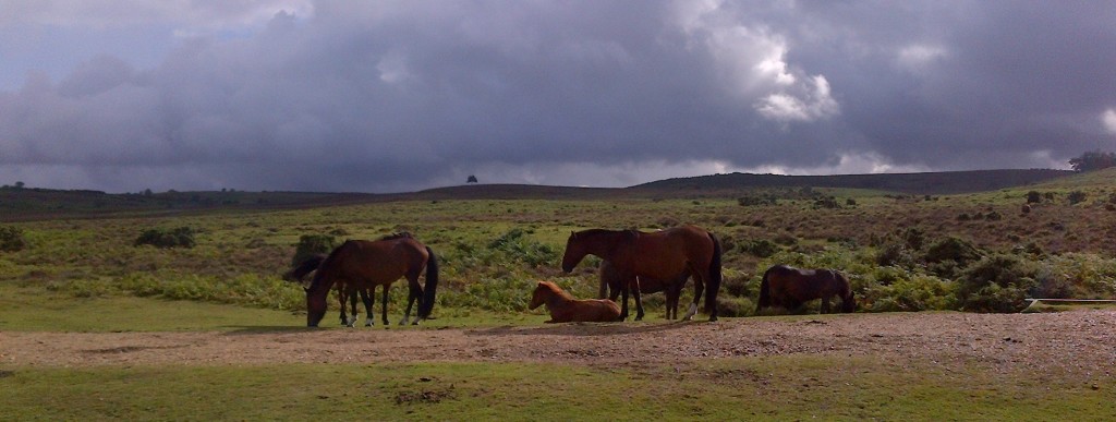 The New Forest ponies roam freely in small family groups that are cooperative and highly social.