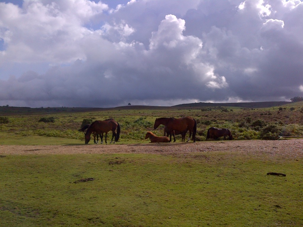 The New Forest ponies roam freely in small family herds that can consist of mares, fillies, colts and geldings.