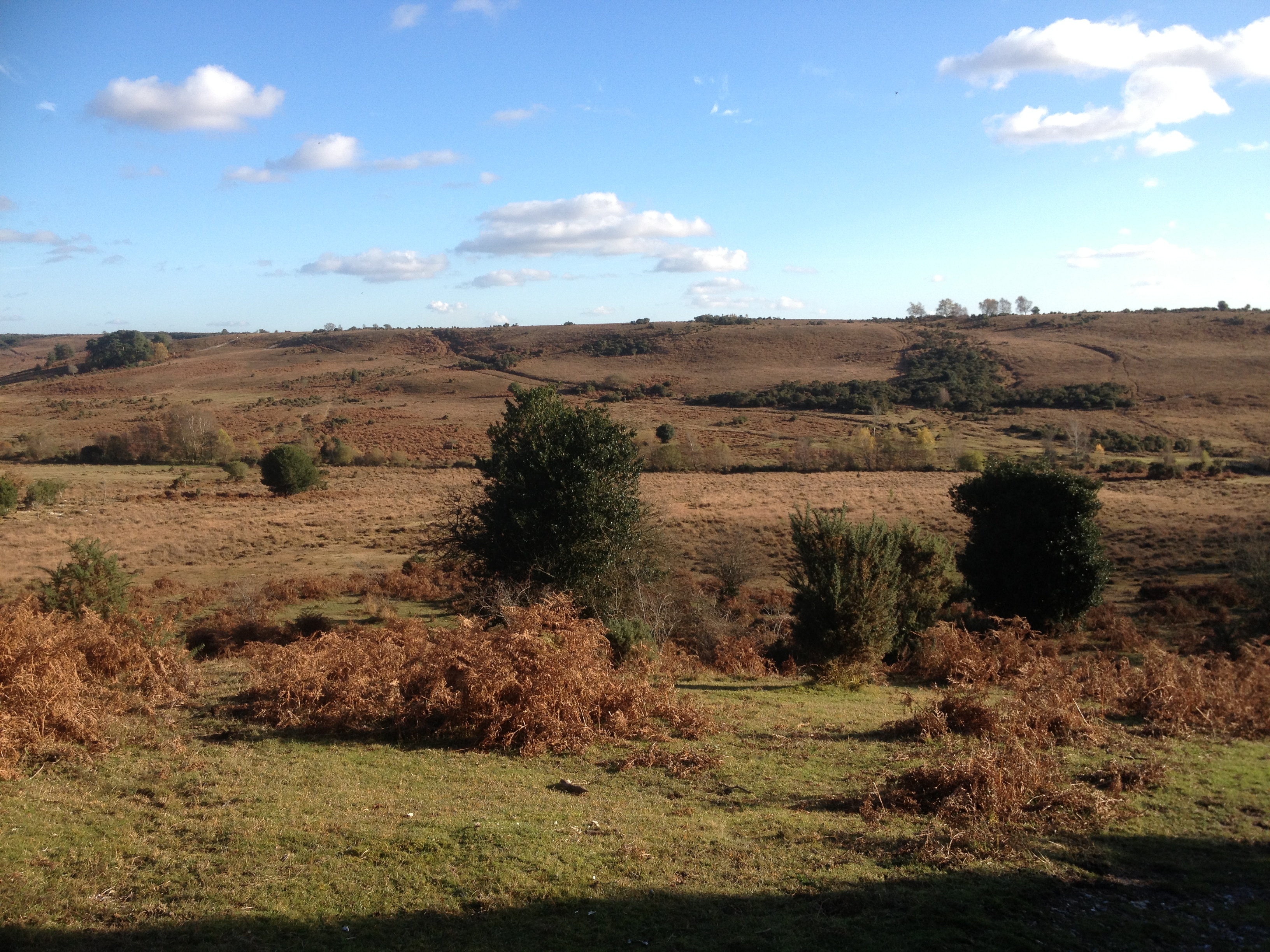 The New Forest has 13.5 million day visits each year.