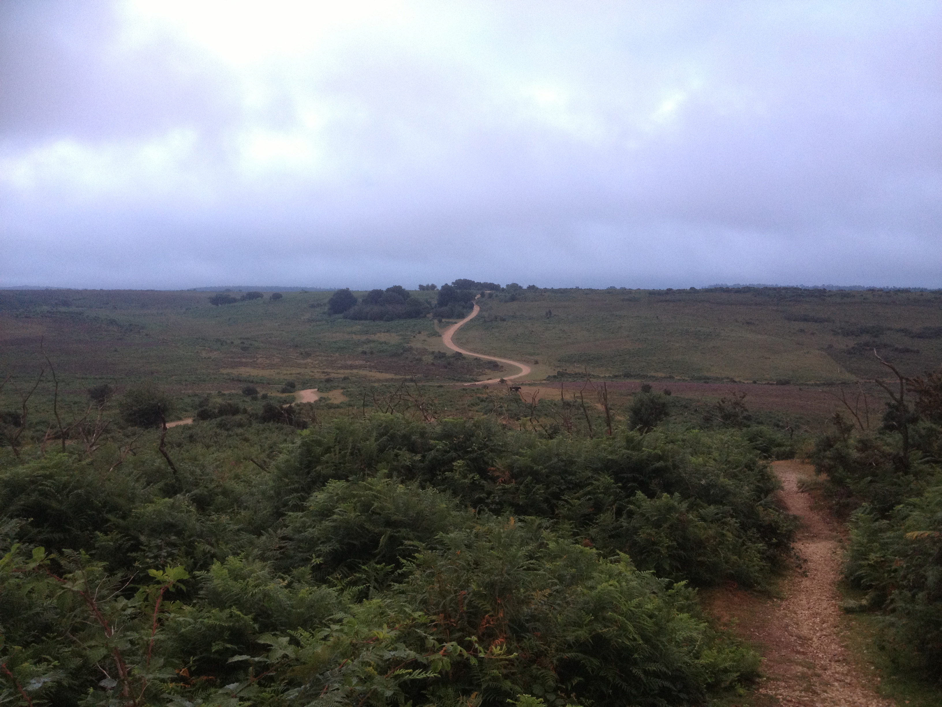The New Forest heathland is vitally important to ground-nesting birds.