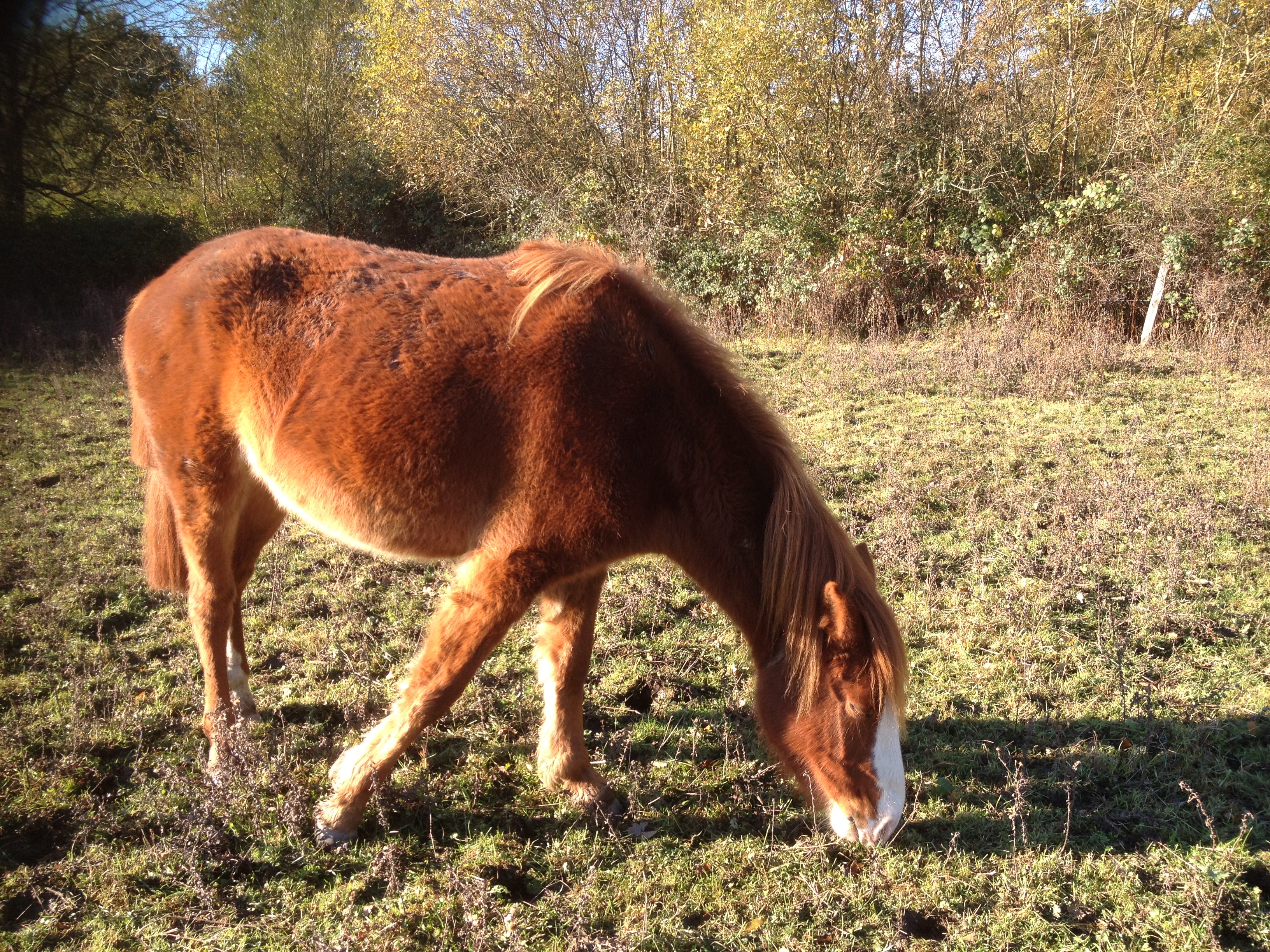New Forest ponies are hardy and resourceful. Their thick winter coats help to keep them warm and dry.