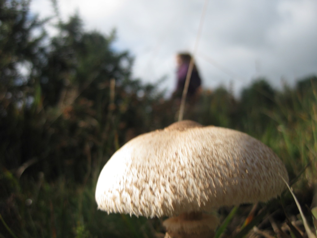 Wild mushrooms and toadstools are vital to the Forest ecology.