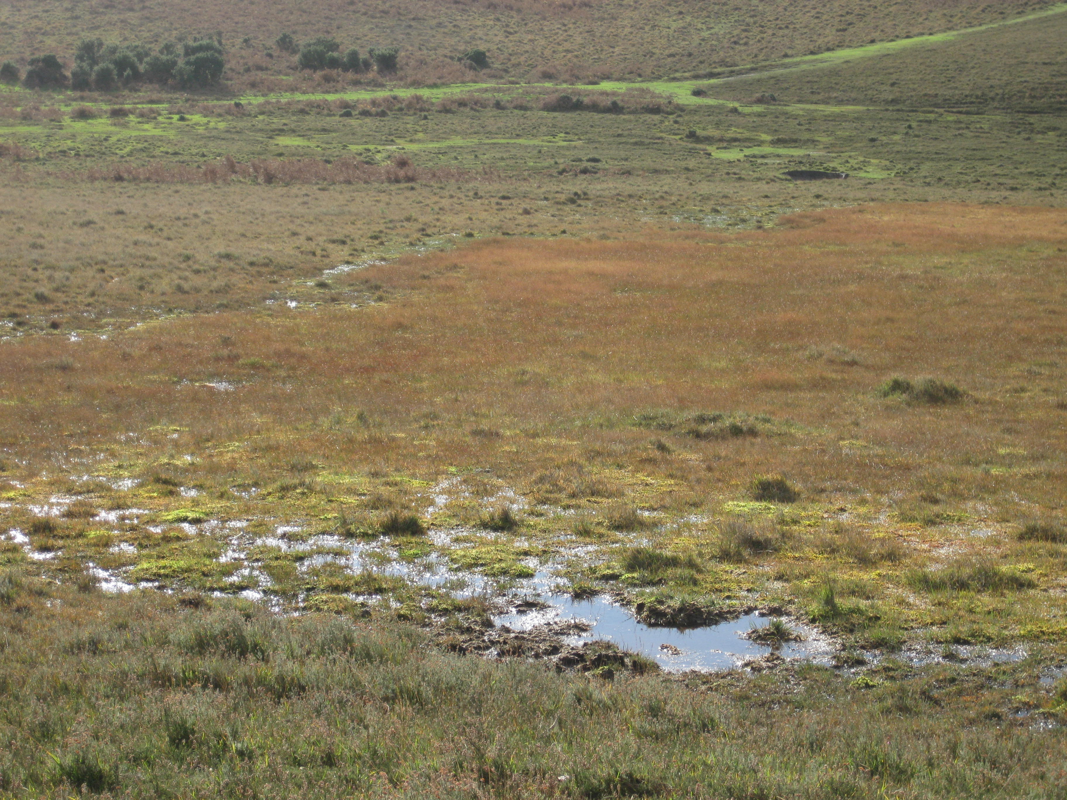 The bogs and valley mires are important New Forest habitats.
