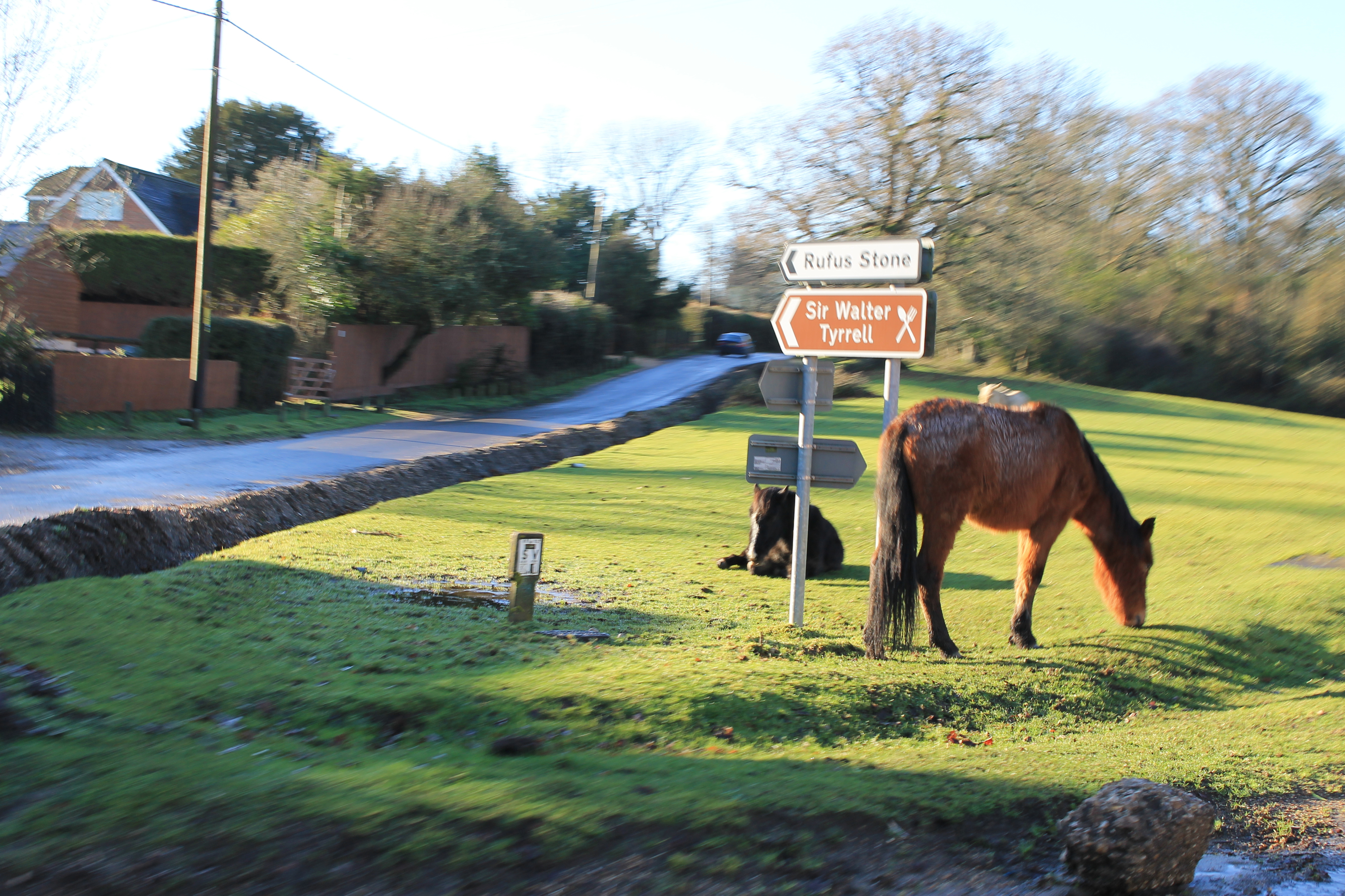 The New Forest ponies are free to roam and like other travellers use the roads to get from A to B.