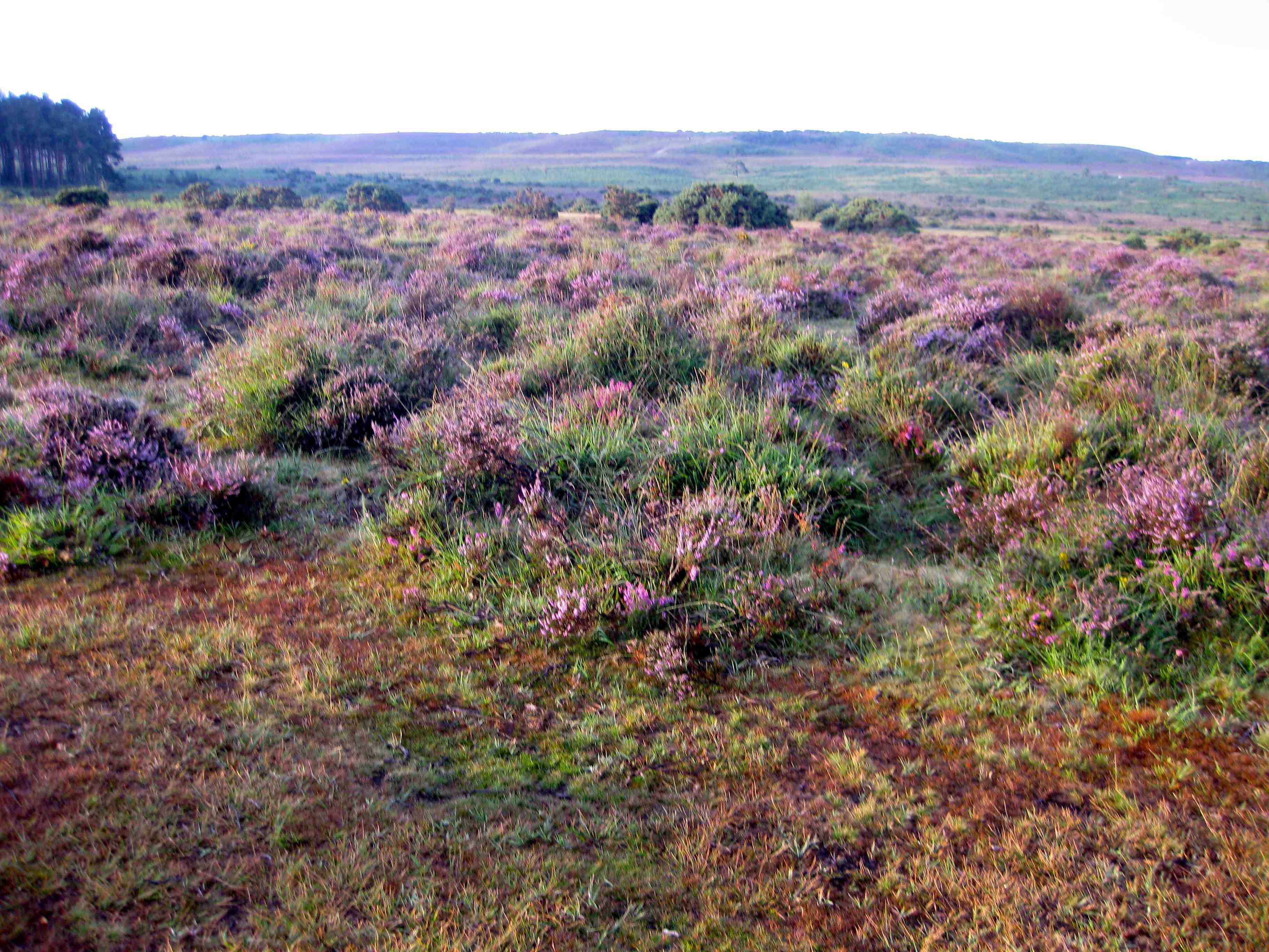 The New Forest heather covers the landscape in lilacs and purples.