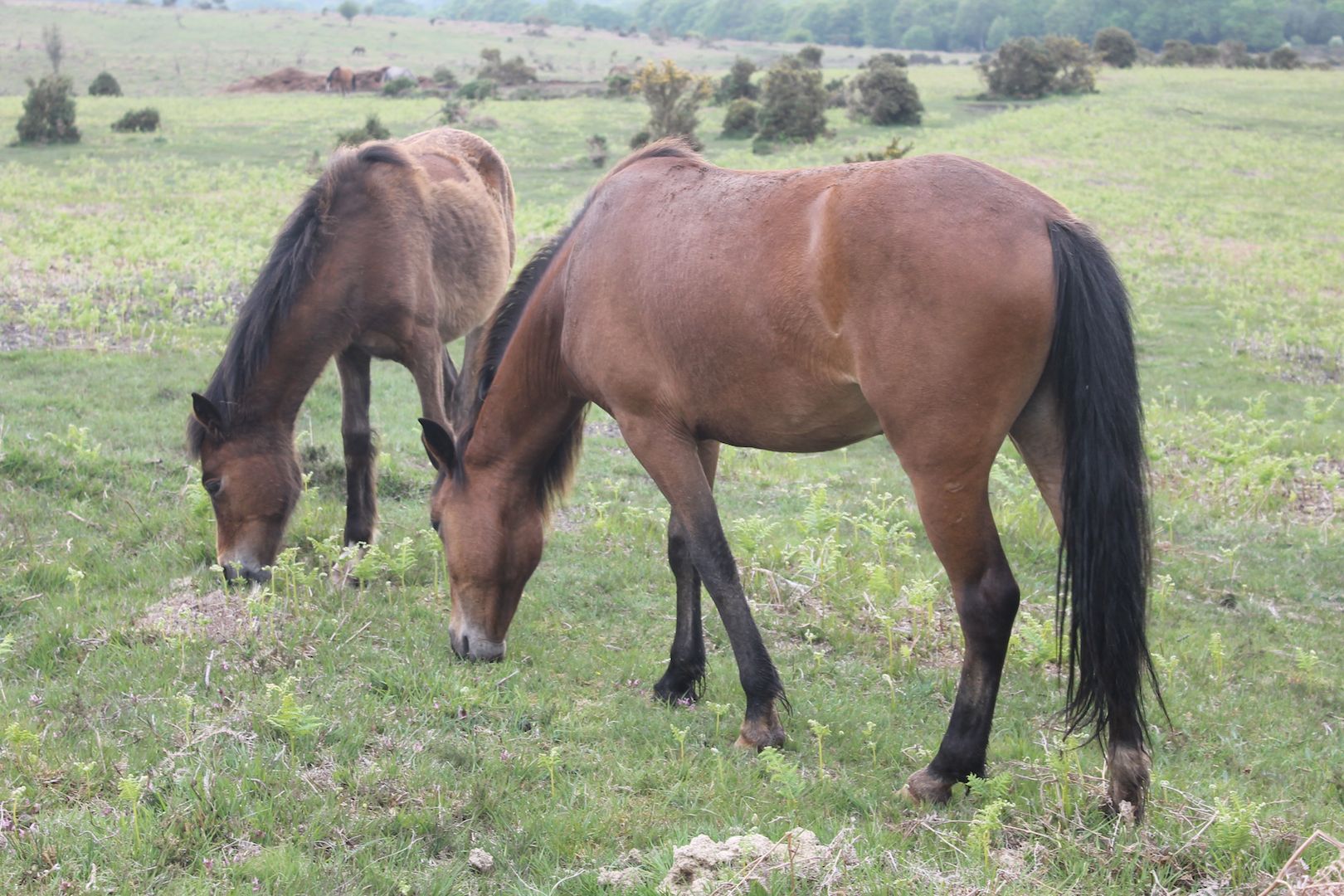 The New Forest pony has an ancient lineage, including two endangered Spanish pony breeds, the Asturcón and Pottok