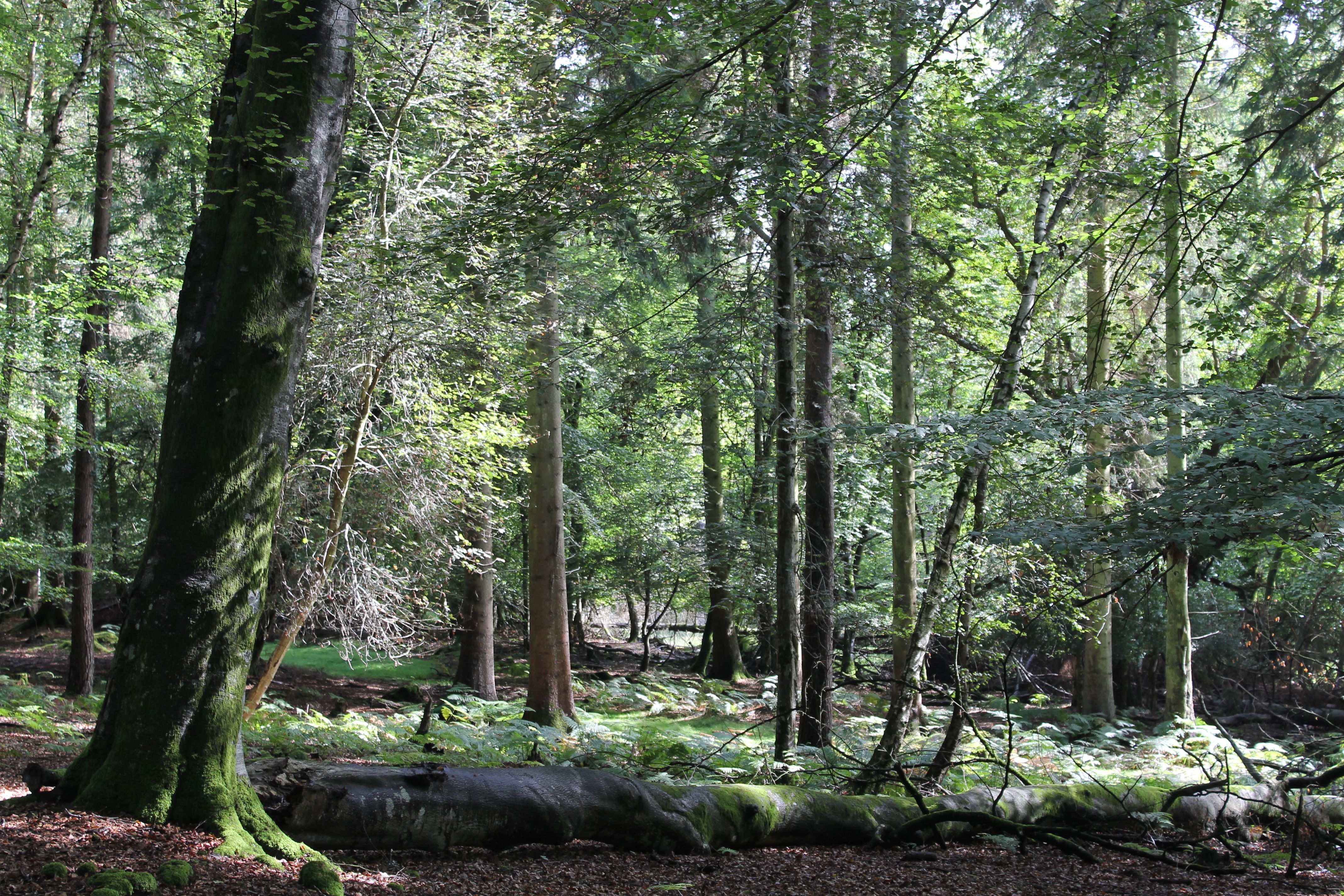 In medieval times a forest meant an area preserved for royal hunting, and not a wooded area as it does today. 
