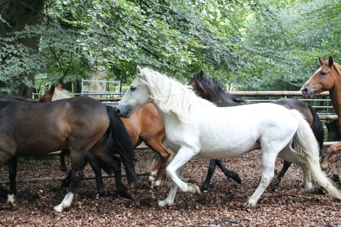 The annual pony round-ups on the New Forest are called 'drifts'.