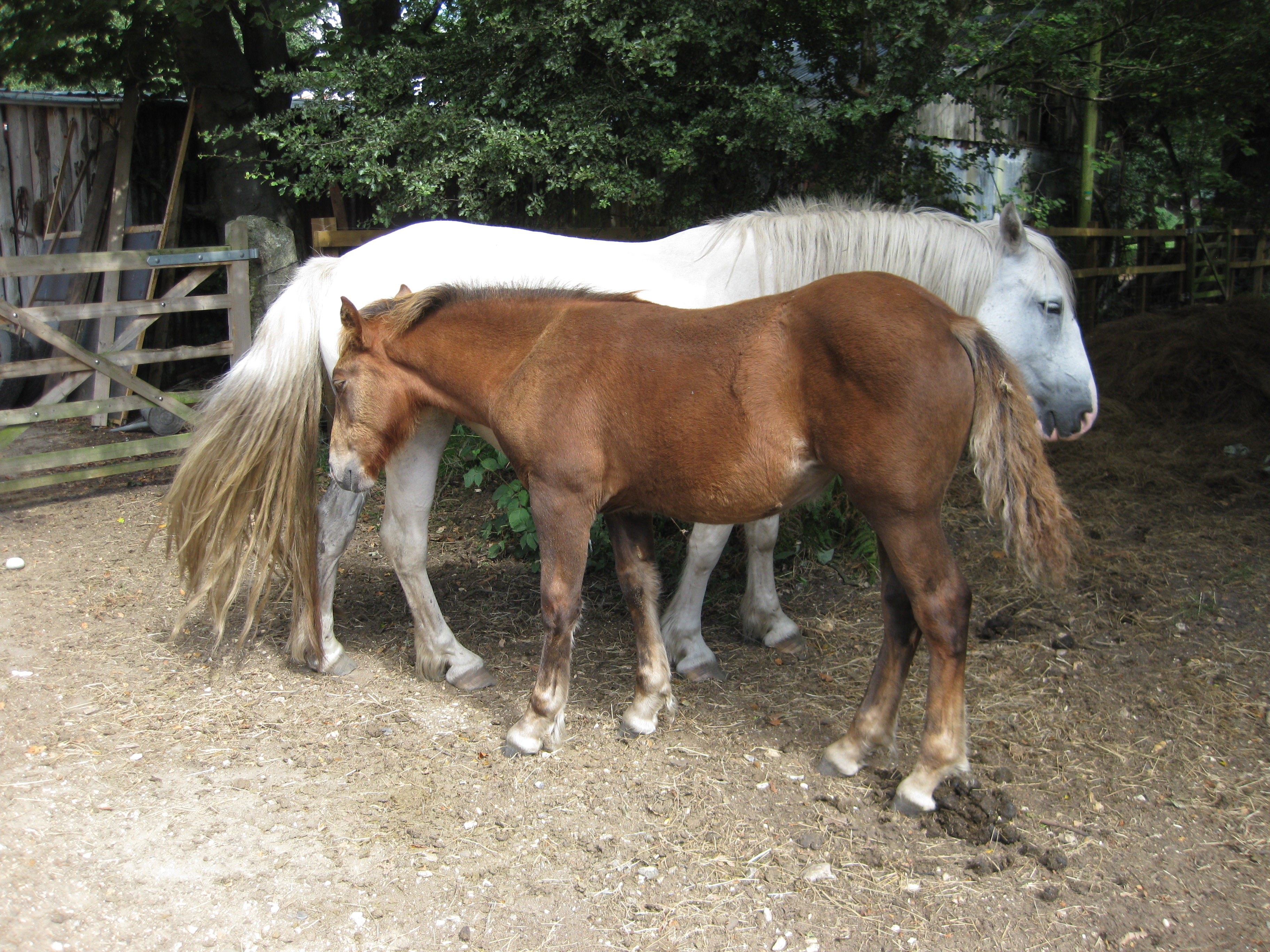 The New Forest ponies should not be stroked or petted, and on no account should they be fed by visitors.