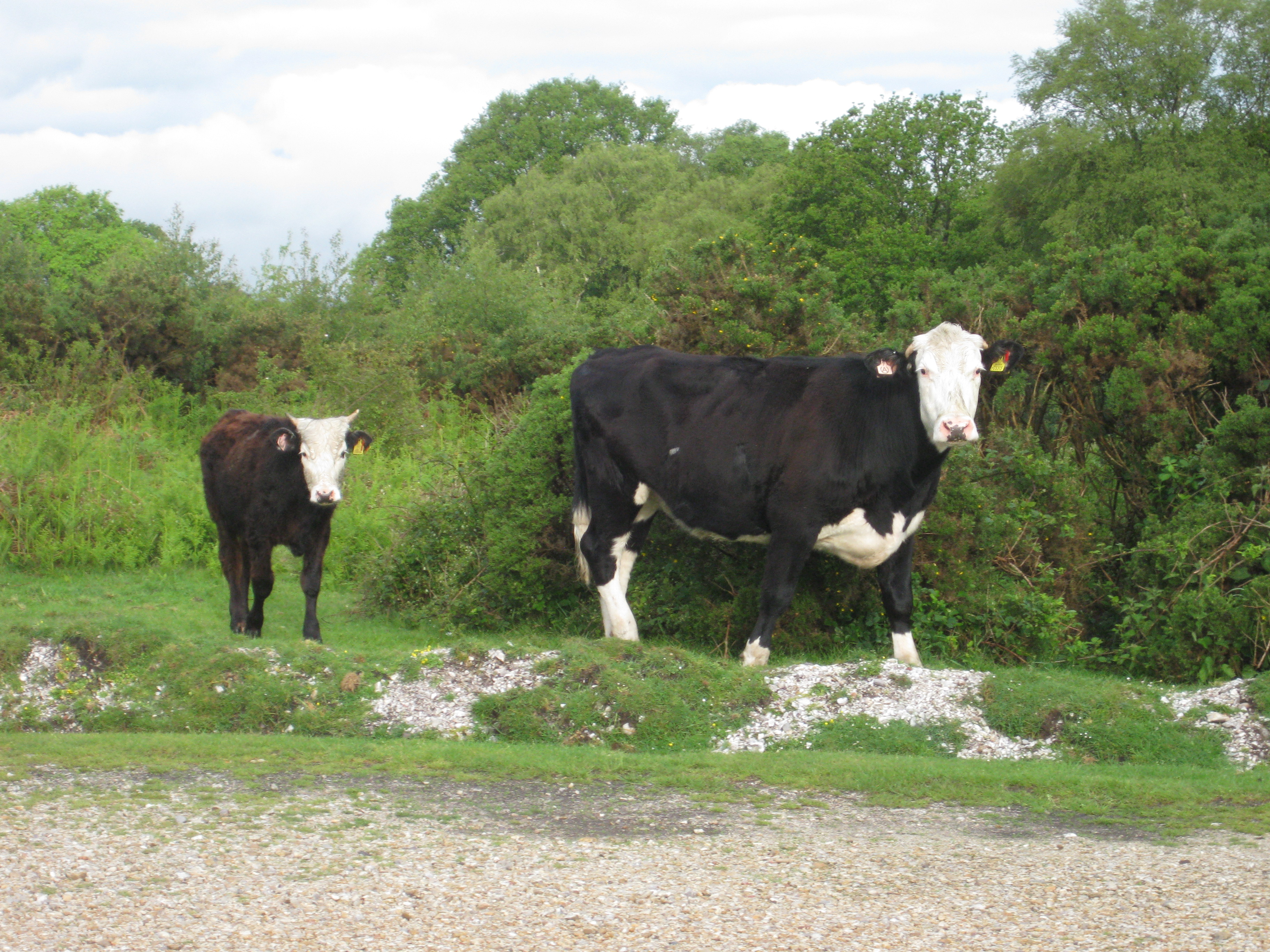 Cows are also commonable animals and roam freely on the New Forest.
