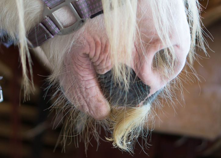 Pony moustaches can be quite noticable and occur in mares, geldings and stallions.
