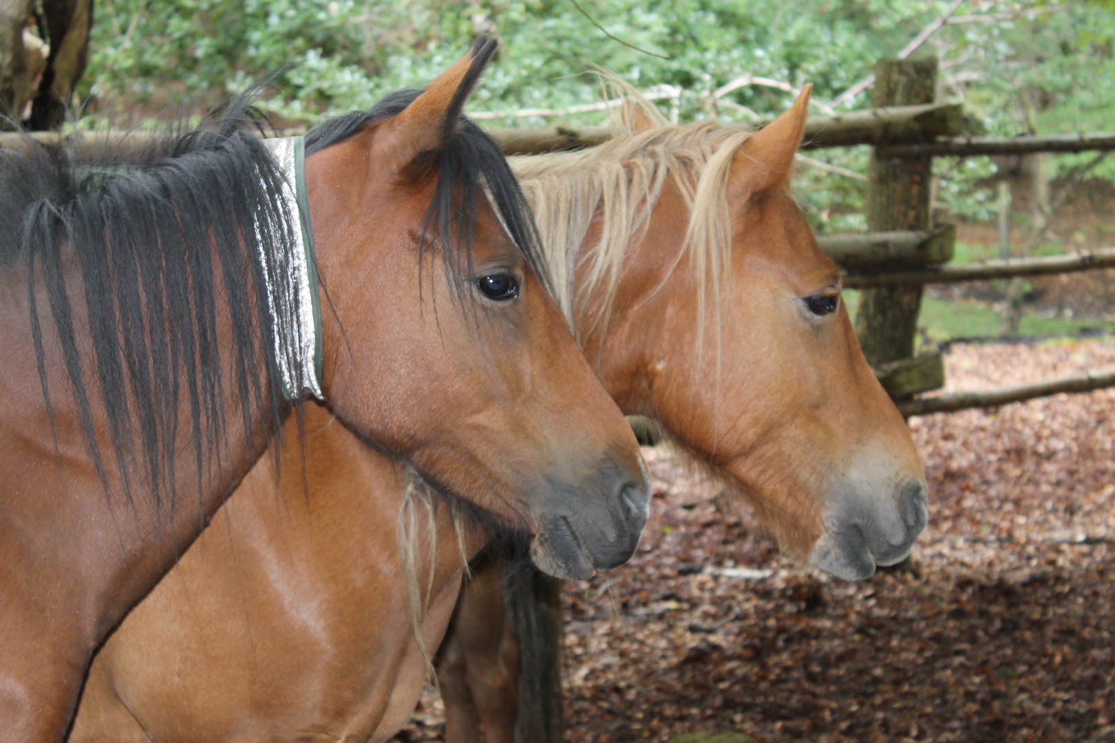 The reflective collars enable the ponies to be visible at night.