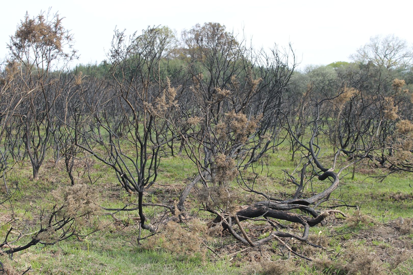 The burnt stalks of holly and gorse are known on the New Forest as 'blackjacks'.