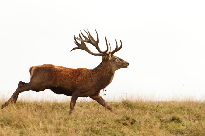 The red deer is Britain's largest land mammal and it is a true native species and a resident of the New Forest.