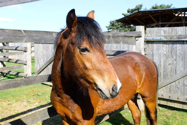 A thorough selection process ensures that the high standard and quality of the New Forest pony breed is maintained.