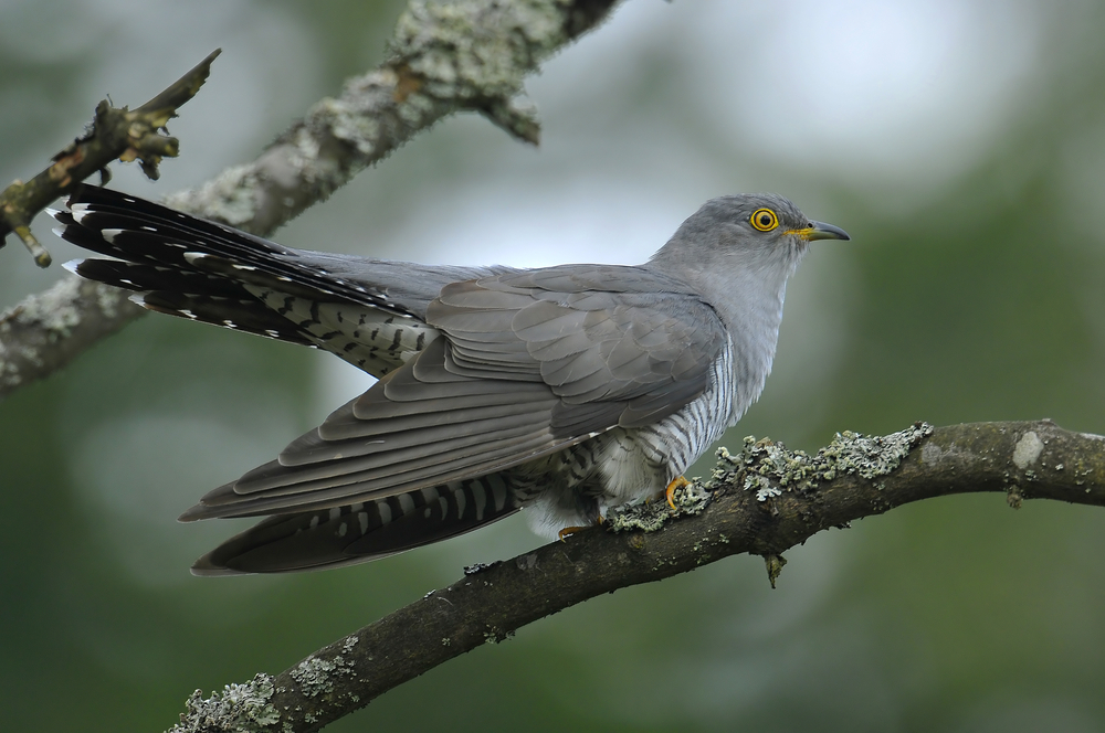 The cuckoo is a regular visitor to the New Forest and is heard rather than seen.