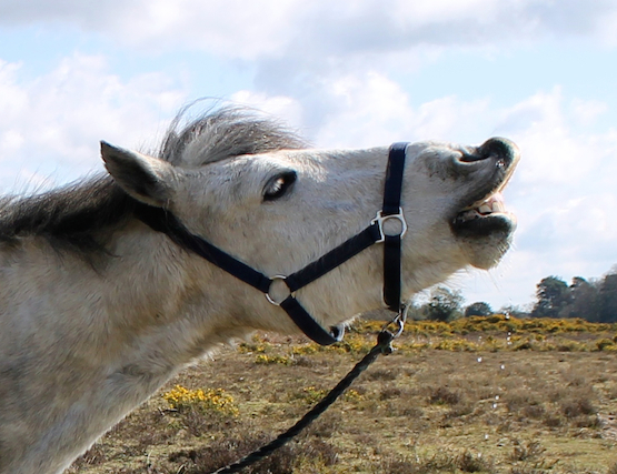The 'flehman response' is used by ponies to amplify smells.