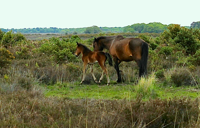 Since 1930 only purebred stallions have been permitted on the Open Forest to sire the next generation of New Forest pony.