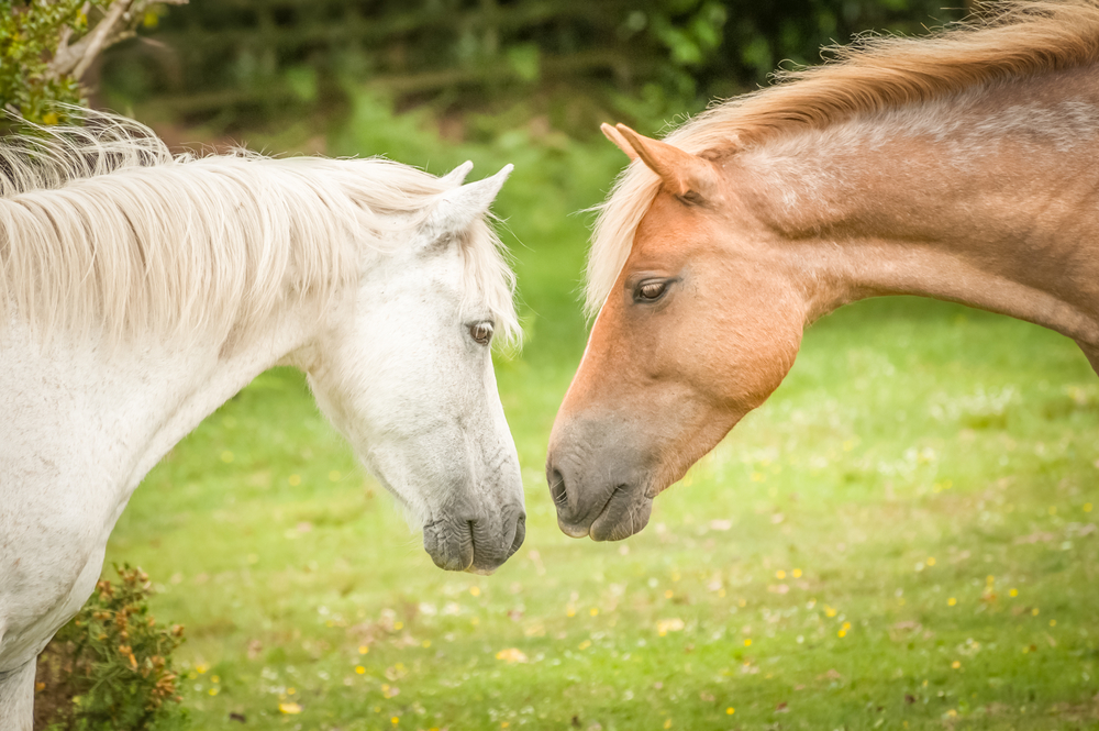 When the stallions are at large on the New Forest the  wild pony herds exhibit much excitement.