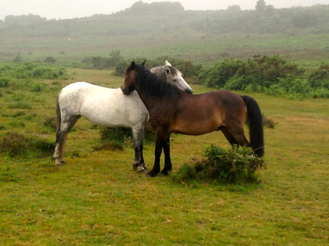 Mutual grooming plays an important part in herd dynamics and helps to reduce tension and strengthen friendship bonds.