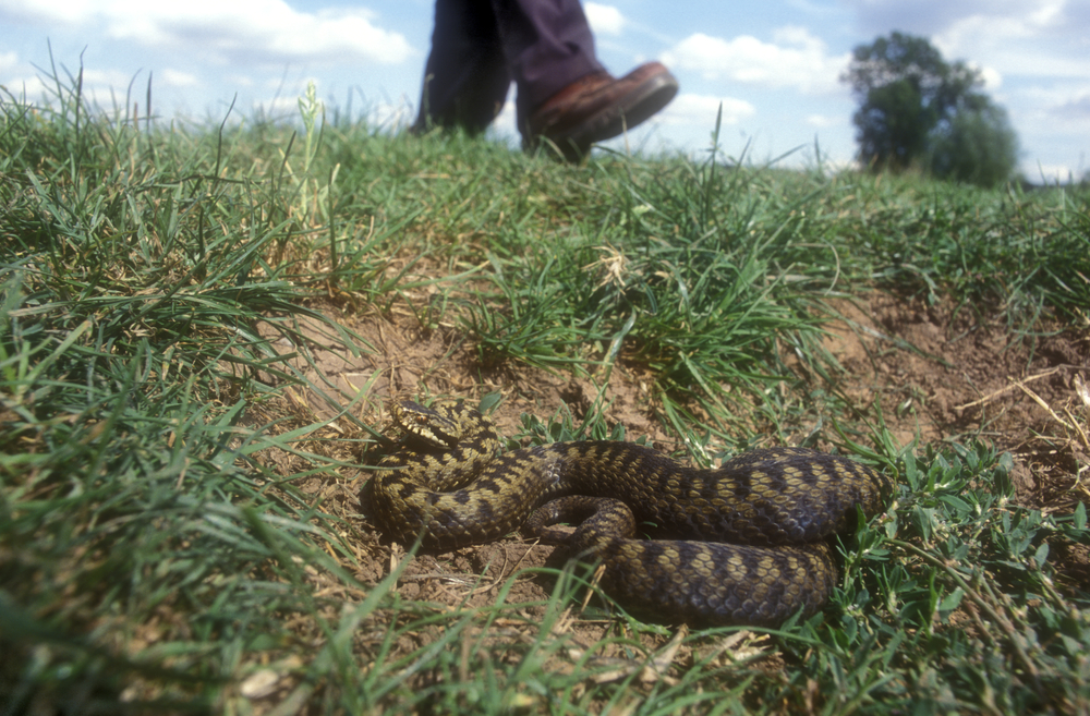 Adders are commonly found on the New Forest and are protected by law.