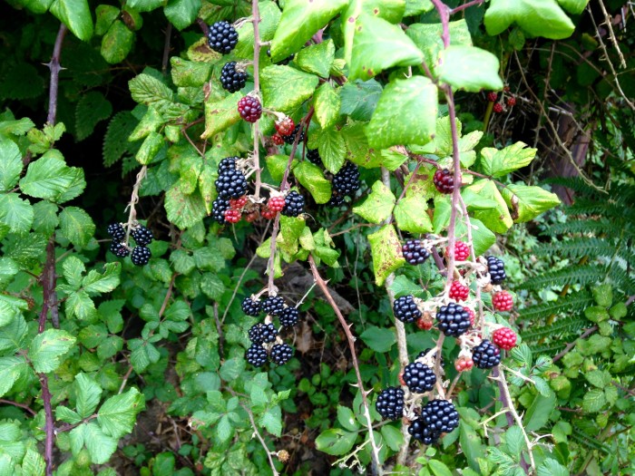 At this time of year the hedgerows are still abundant with fruit that can be gathered for making seasonal jellies, syrups and liqueurs. 