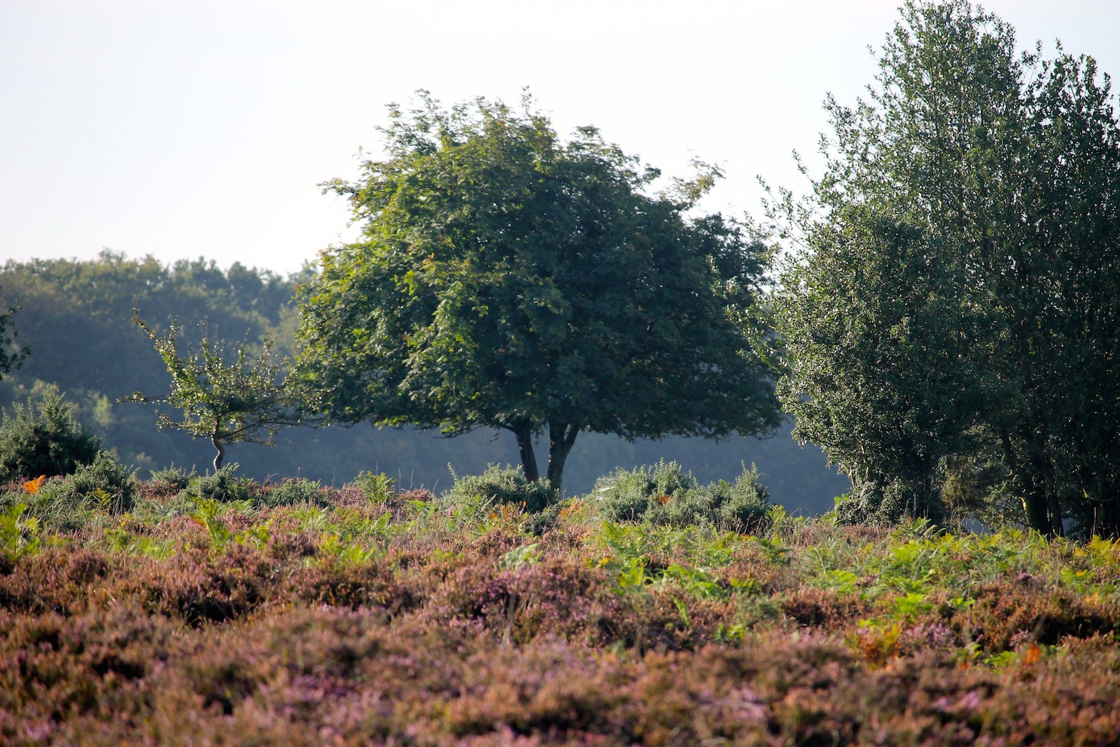 Many trees on the New Forest display a distinct 'browse-line', over which ponies cannot reach.