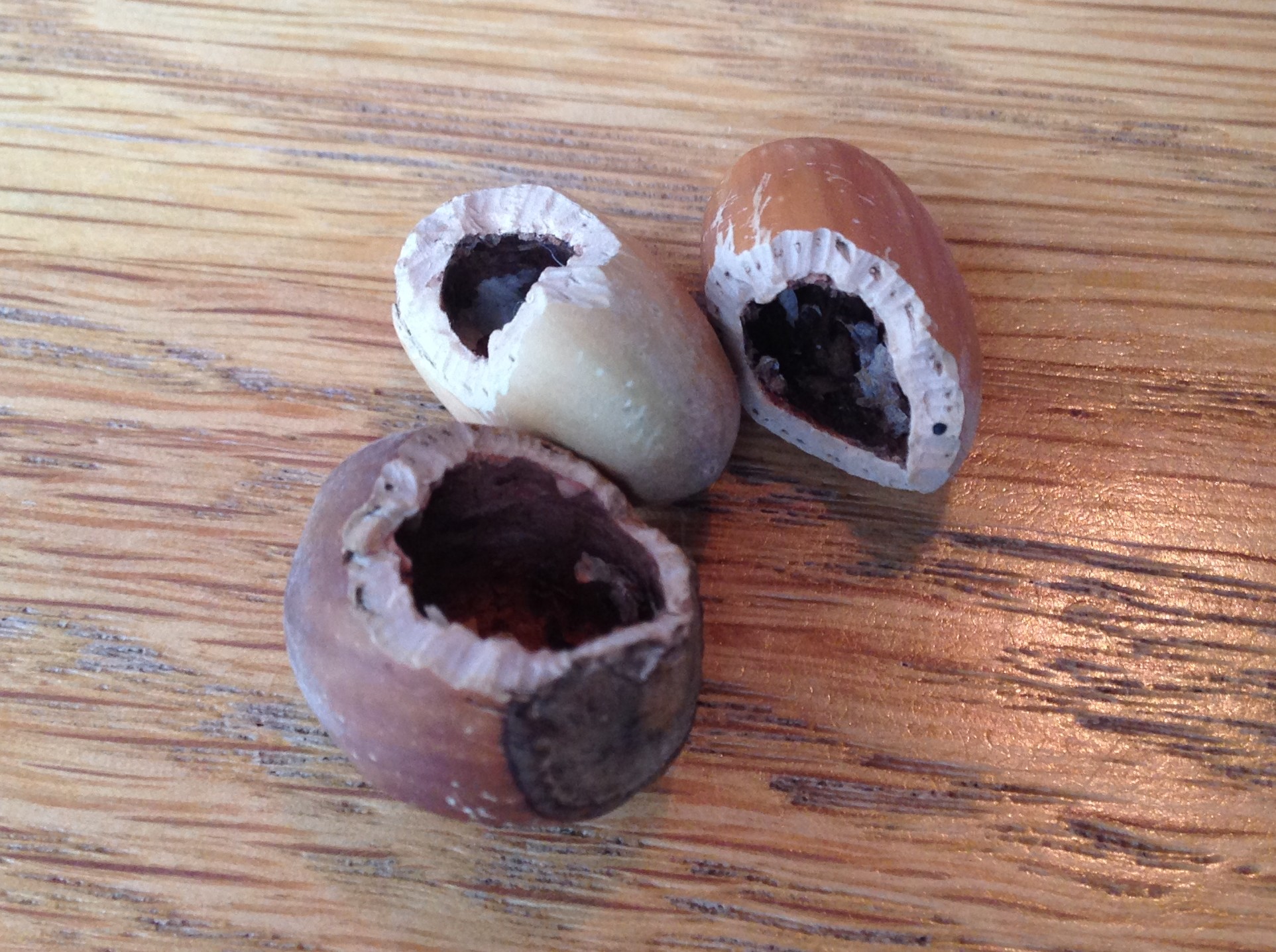 The pattern of gnaw-marks in these hazelnut shells are consist with those of a wood mouse.