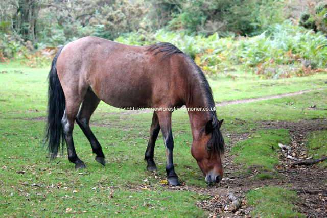 New Forest ponies are used to a meagre diet, rather than high-protein rations.