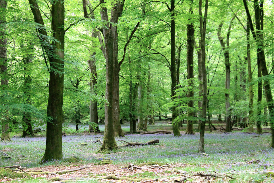The bluebells that carpet the woodlands are a popular sight with visitors to the New Forest.