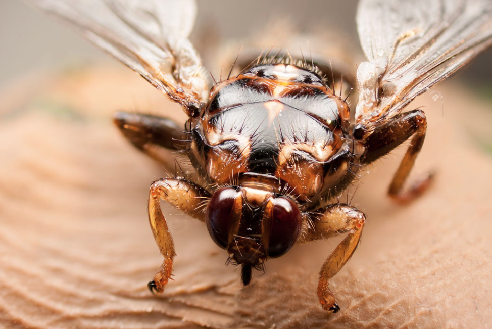 A close-up of a New Forest fly showing the grappling-hook-like feet.