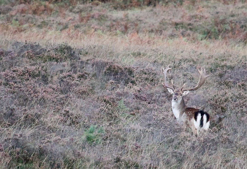 The fallow deer rutting season runs from September to October.