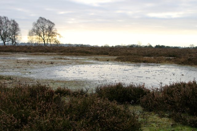The New Forest ponies drink from frozen ponds.