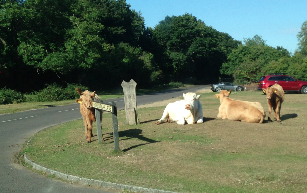New Forest: animals bottom flossing | New Forest Commoner