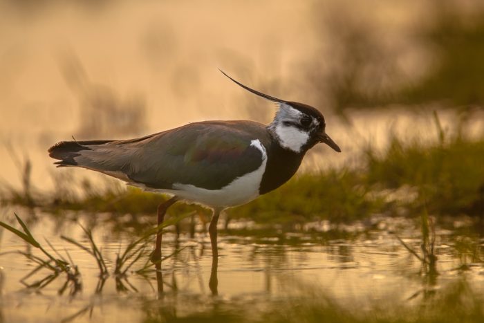 New Forest: lapwings reward the early riser | New Forest Commoner