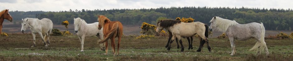 New Forest Commoner